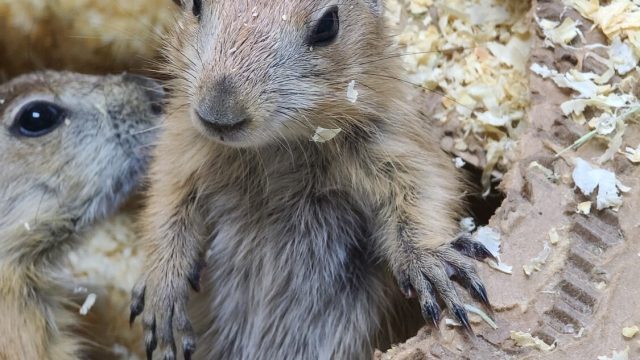 Prairie Dogs, reserve yours today!