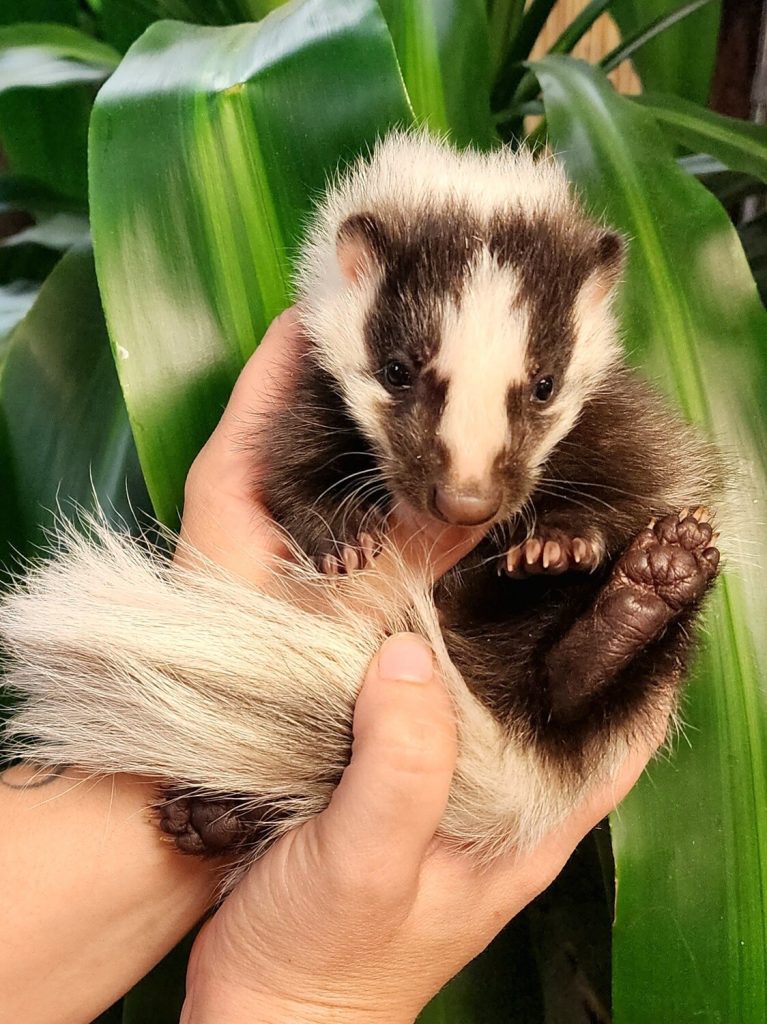 skunk