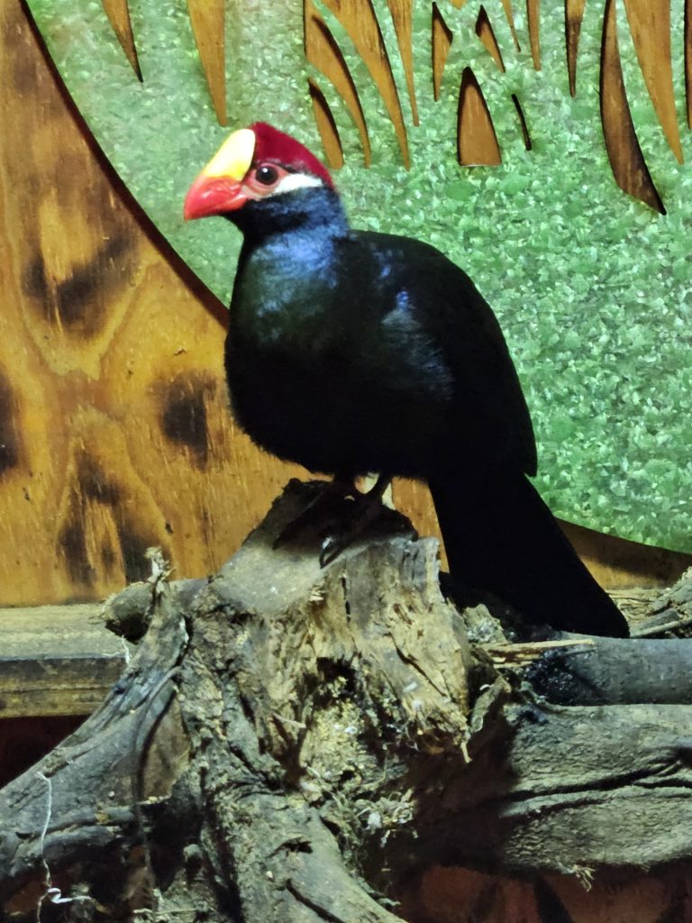 turaco