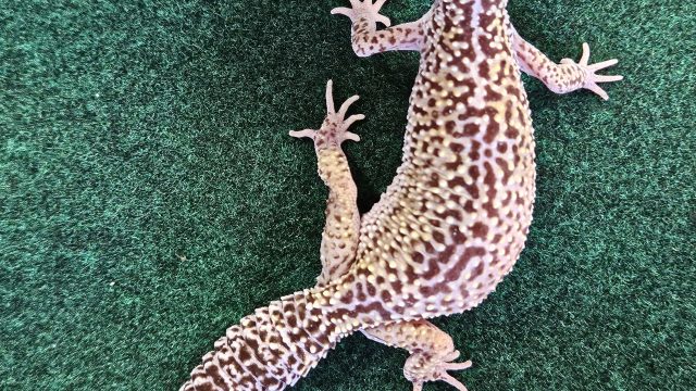 Leopard Gecko, female #3