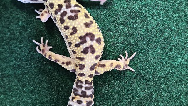 Leopard Gecko, female #1