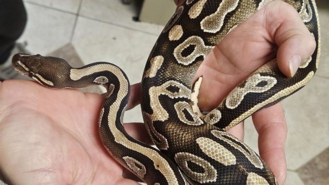 Mojave Yellow Belly Ball Python
