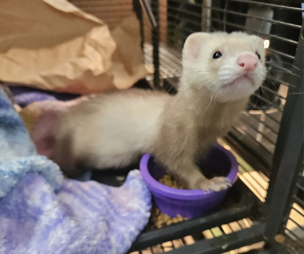 ferret