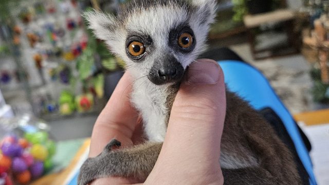 Ringtail Lemur, female!