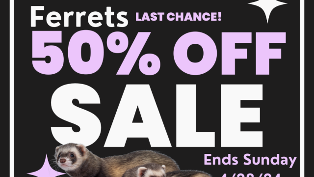 Ferrets, 50% off sale!