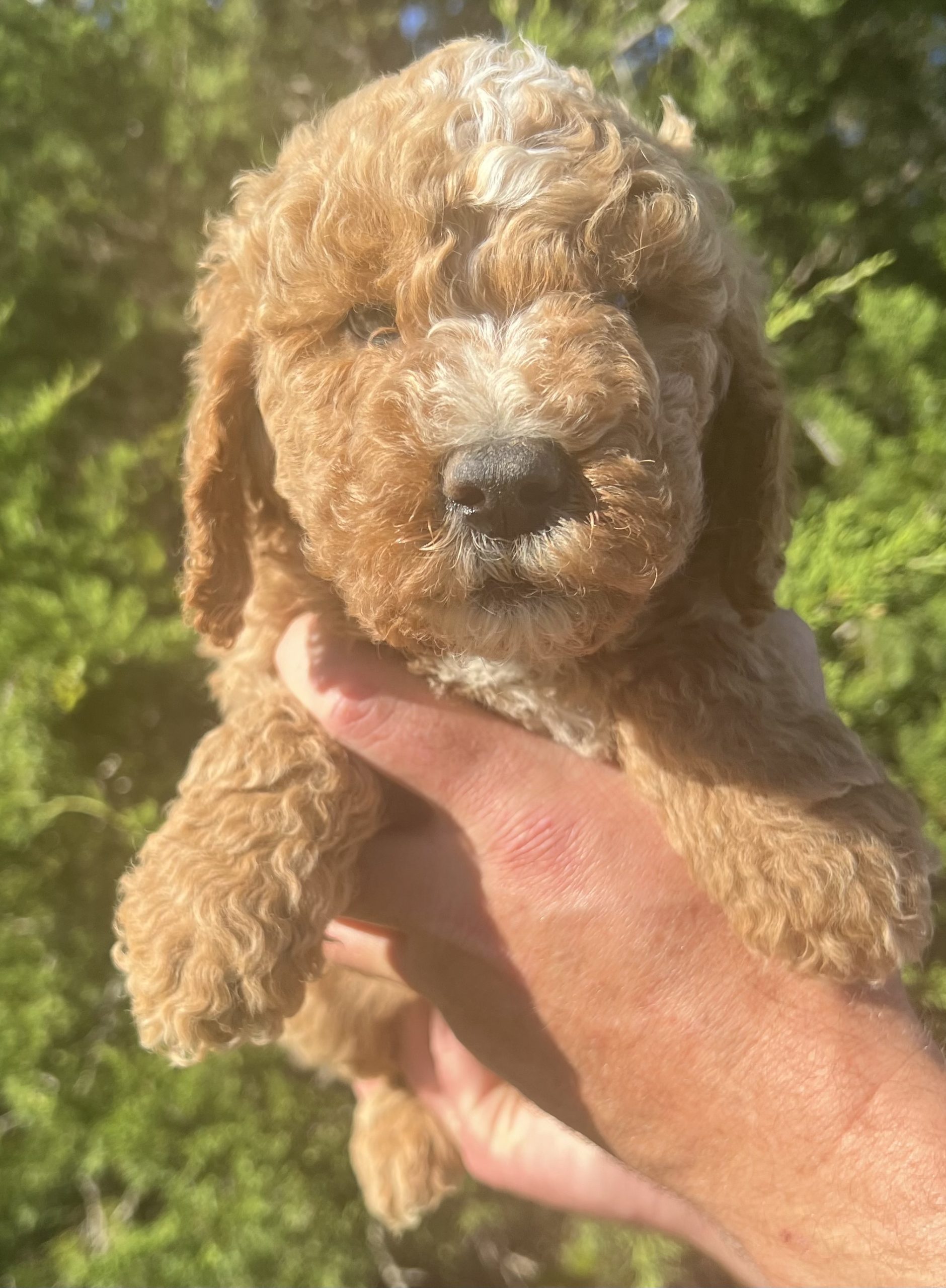 Goldendoodle Puppies - List Your Pet