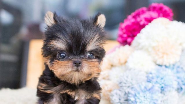 Registered Yorkshire Terrier Puppies For Re-Homing