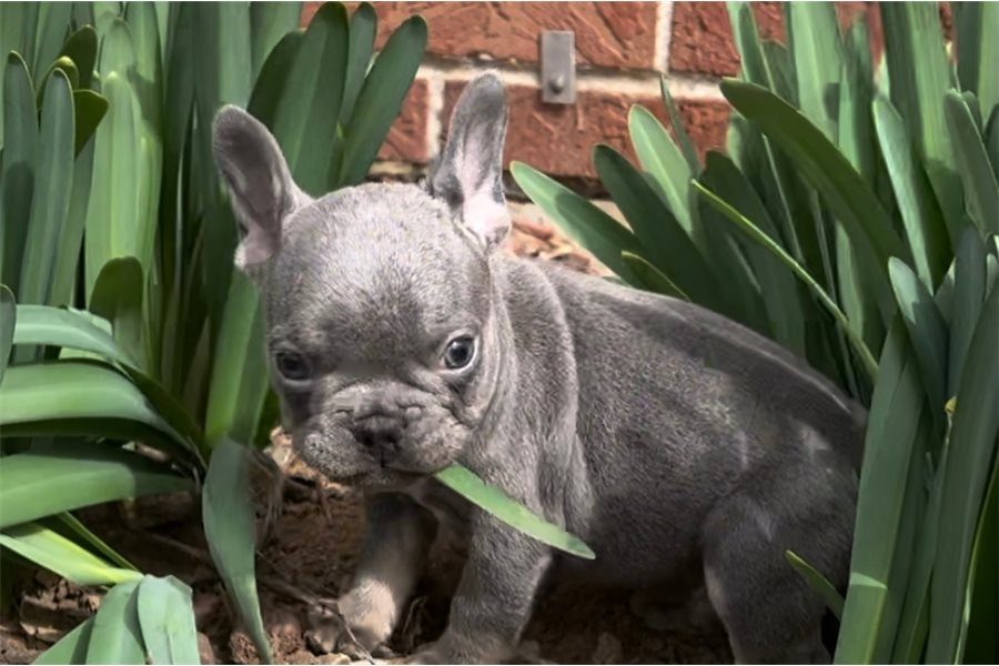 french-bulldog-puppy-picture-812543f5-839d-41de-a97e-7f6004fdc330