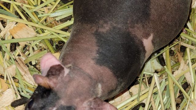 Skinny pigs breeders and babies