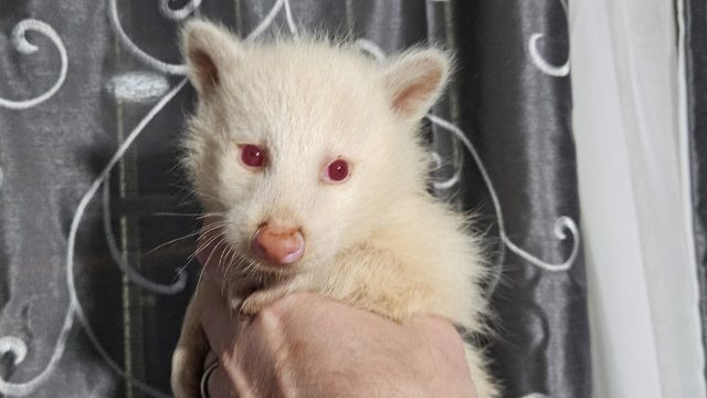 albino-coon-min