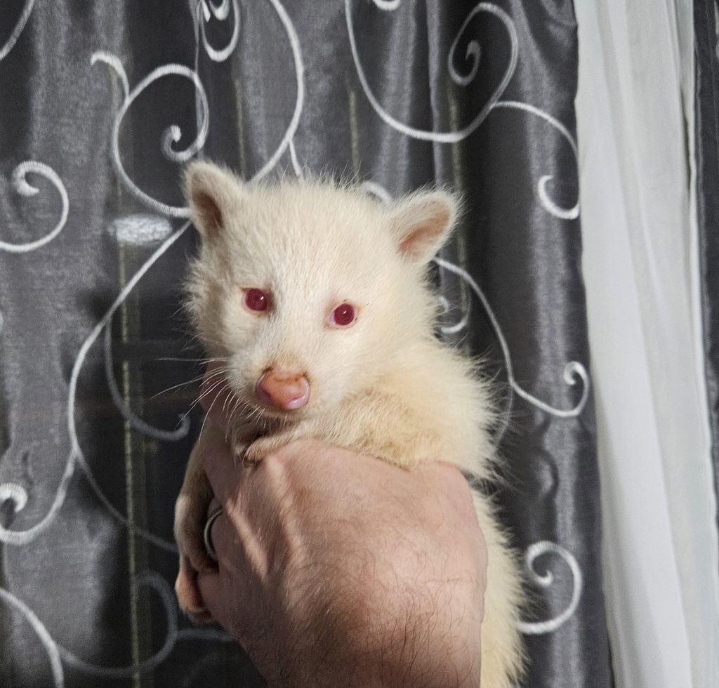 albino-coon-min