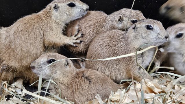 Prairie Dogs, in store now!