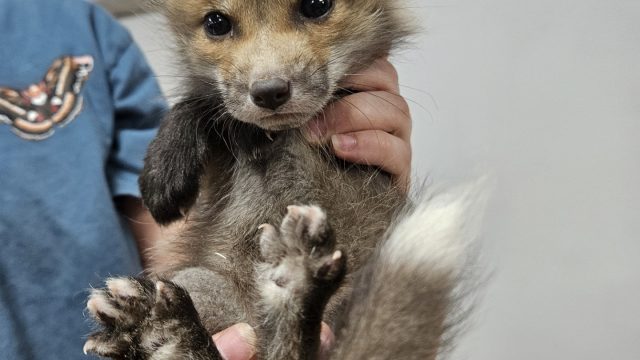 Fox Kits, in store now!