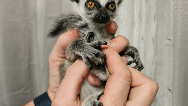 Ringtail Lemur, male!