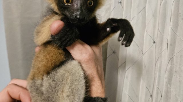 Tri-color Lemur, female!