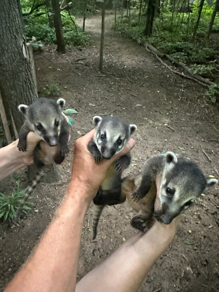 coati