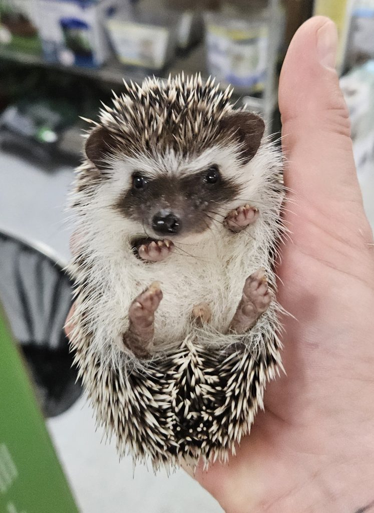 hedgehog