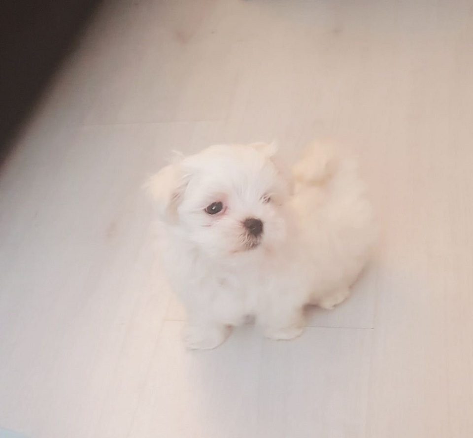 maltese