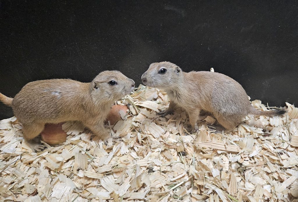 prairie-dogs-min