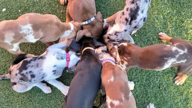 Catahoula Leopard Puppies