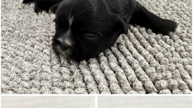 Shih Tzu puppies