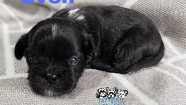 Shih Tzu