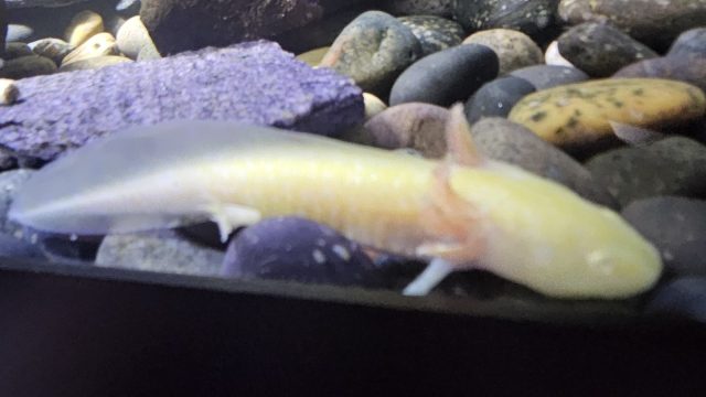 Axolotls!