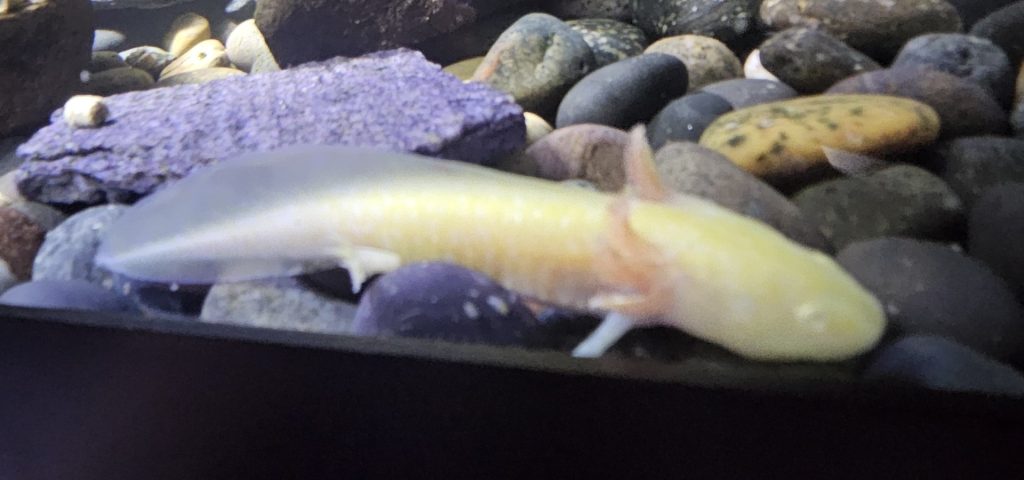 axolotl-min