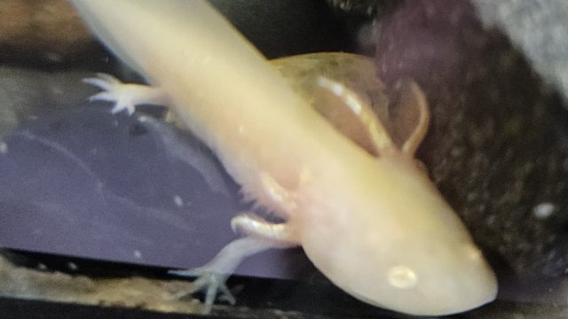 axolotl2-min