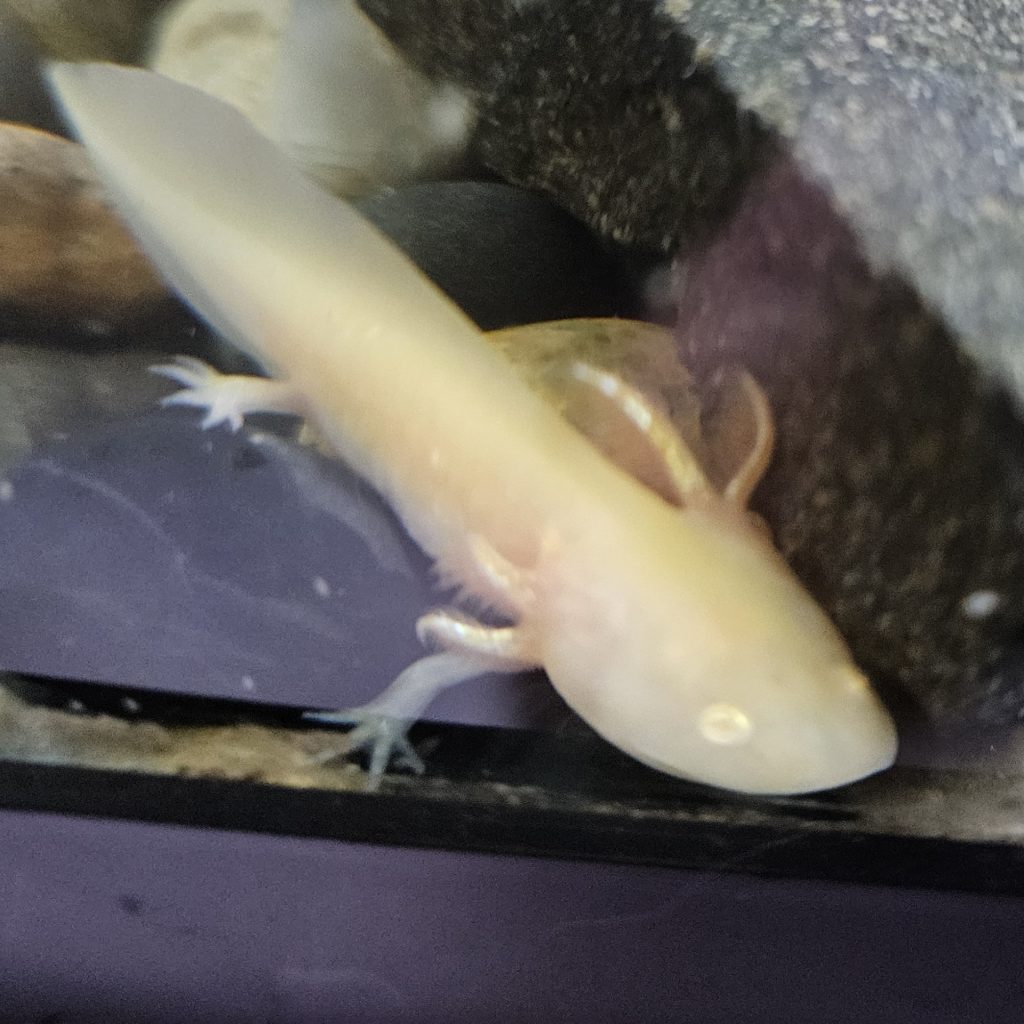 axolotl2-min