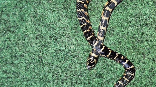 Brooks Kingsnake!