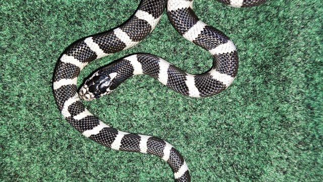 CA Kingsnake!