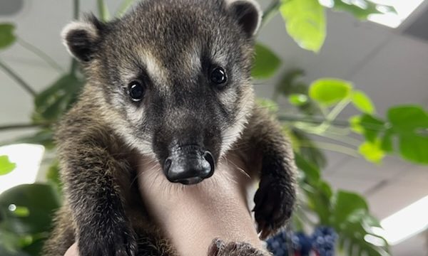 coati1