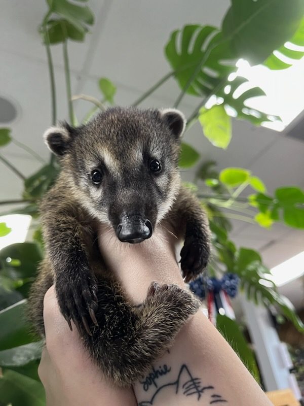 coati1