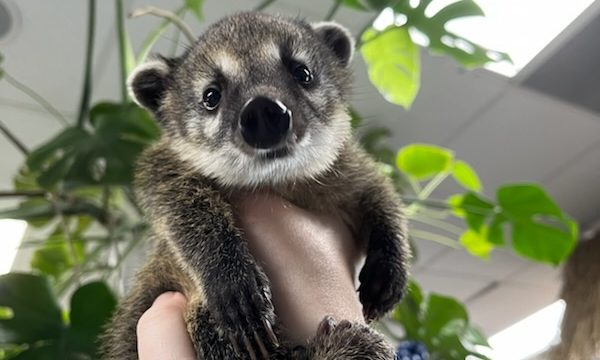 coati2