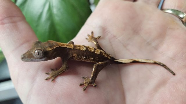 crested-min