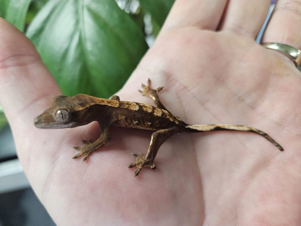 crested-min