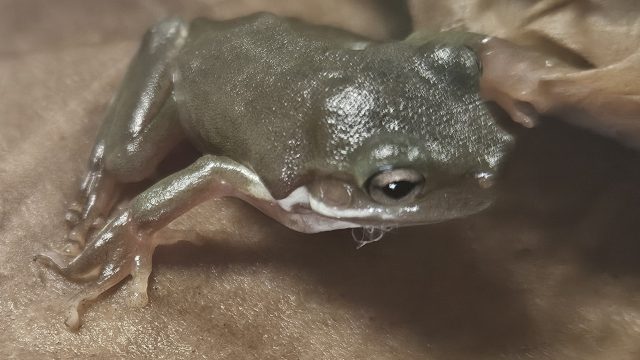 Dumpy Tree Frogs!