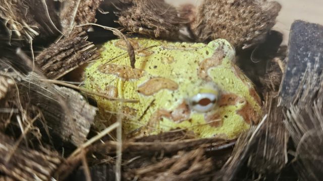 Albino Pacman Frogs