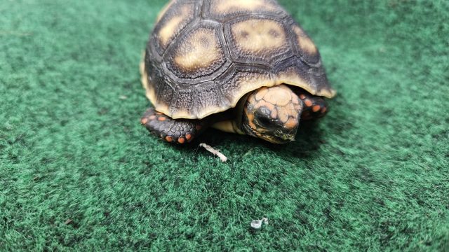 redfoot-tortoise-min