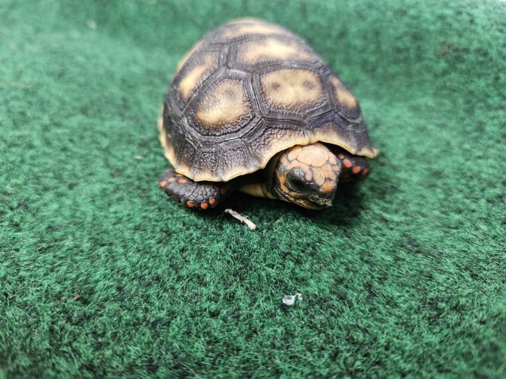 redfoot-tortoise-min