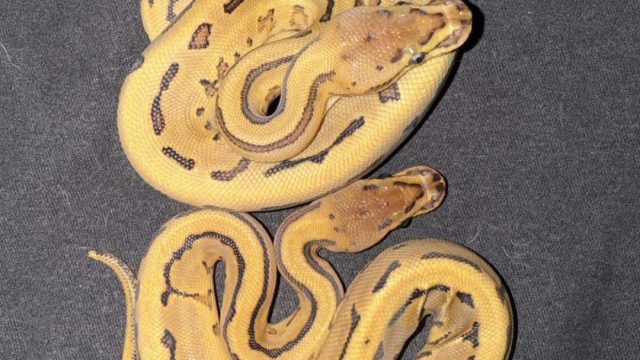 Ball pythons