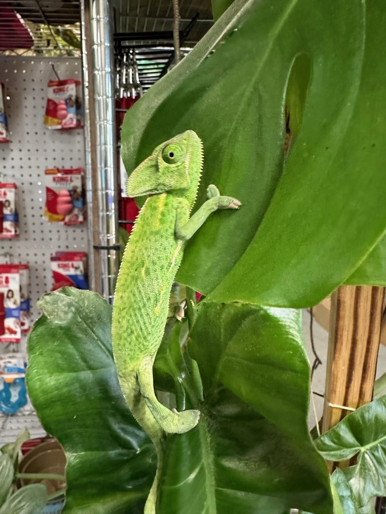 chameleons