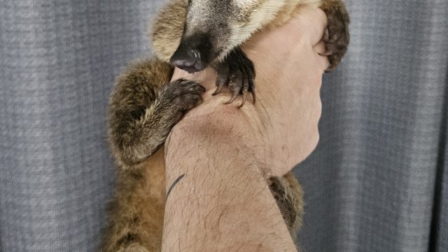 coati2-min