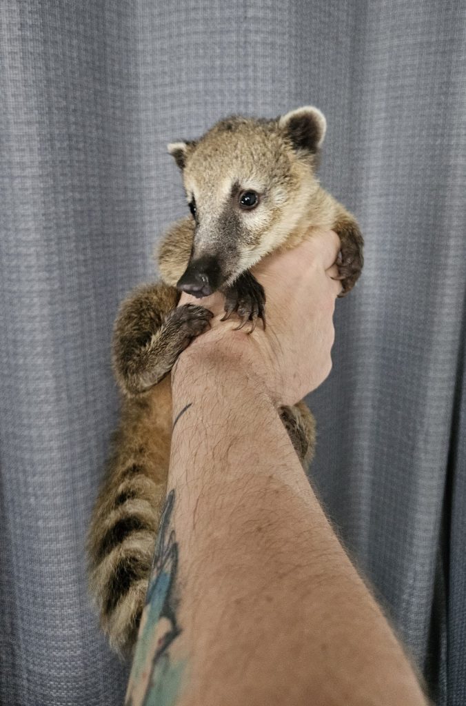 coati2-min