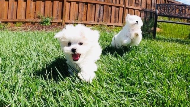 Maltese Puppies