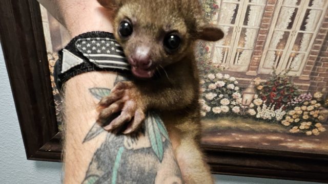 kinkajou1-min