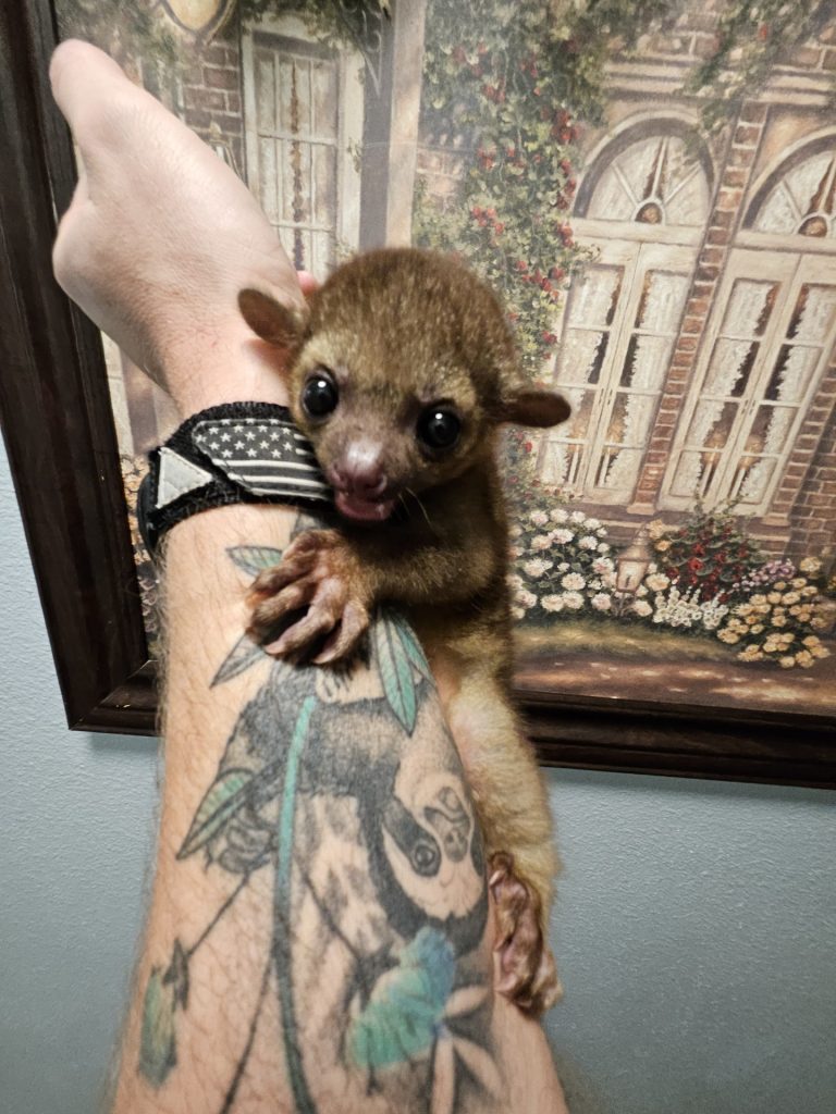 kinkajou1-min