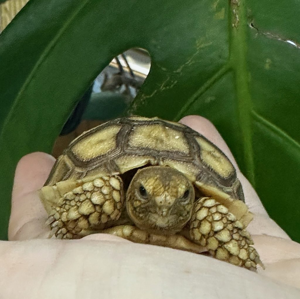 sulcata