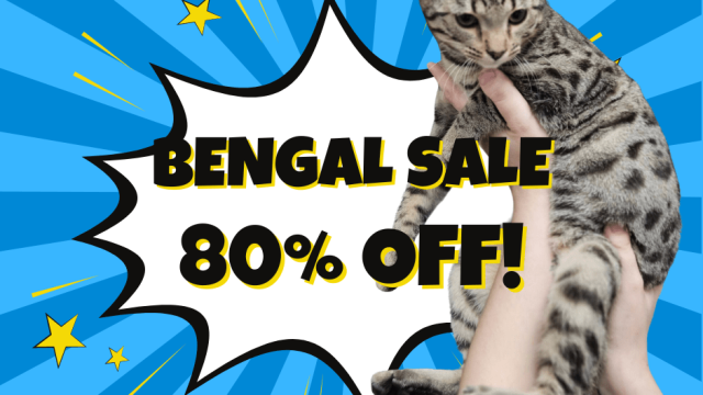 Bengal Sale!